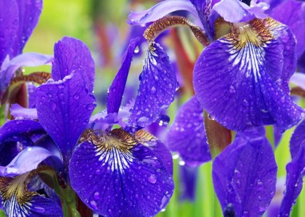 Iris's - nature, purple, rain, flowers, iris