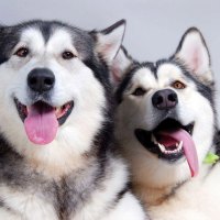 Cute dogs