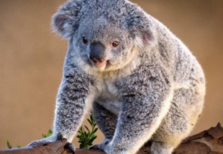 Koala - humor, bears, pet, koala, funny, cute, adorable, nice, animals