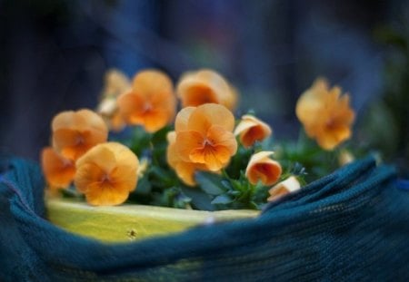 Flowers - bokeh, corals, art, petals, flowers, bright colors