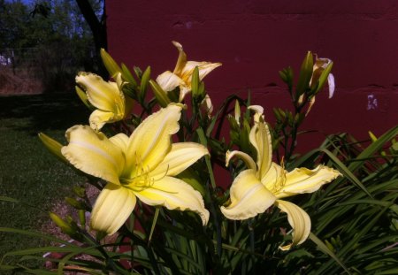 Yellow Fellows - pretty, yellow, summer, bright