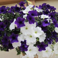 Flowers Hanging basket