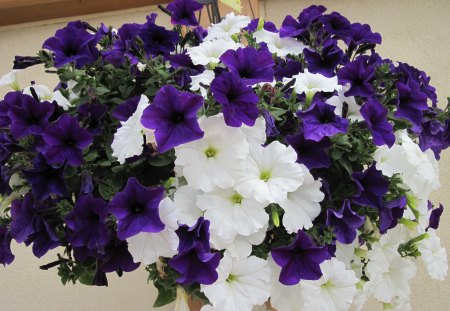 Flowers Hanging basket - flowers, white, purple, green, photography, petunias