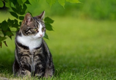 Very nice cat - animal, cute, kitten, pet, cat, grass