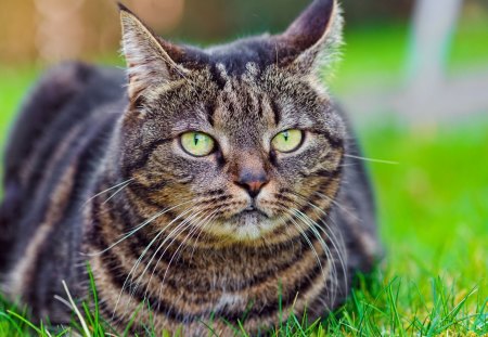 Cat in the grass - animal, cute, kitten, pet, cat, grass