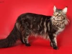 Maine coon