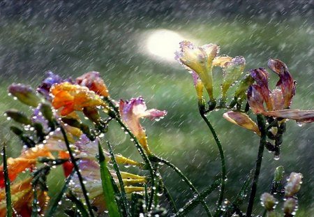 Rain - flowers, color, wet, rain