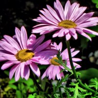 Purple flowers