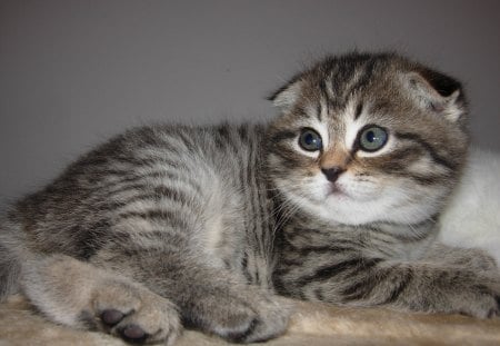 Scottish Fold - cat, scottish fold, animal, pet, cute, kitten