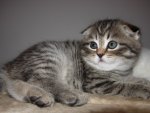 Scottish Fold