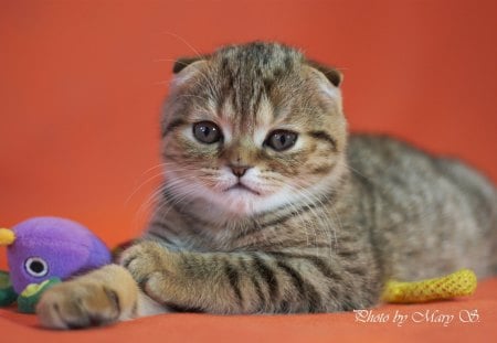 Cute Scottish Fold - cat, scottish fold, animal, pet, cute, kitten