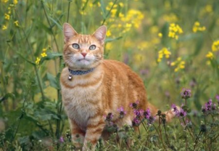 Cute Chester - yellow, blue, ears, eyes, grass, flowers, purple, field, gold, orange, daylight, cat, fur, nature, green, day, animals