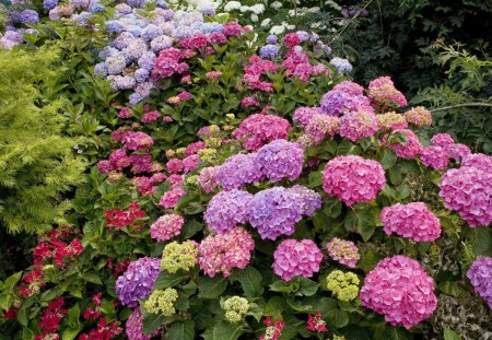 East Ruston Old Vicarage, Norfolk, England - stems, day, daylight, banquet, nature, purple, pink, petals, leaves, flowers, fragrances