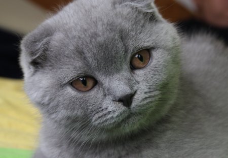 Gray Scottish fold - cat, scottish fold, animal, pet, cute, kitten