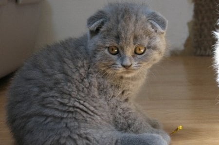 Scottish fold - cat, scottish fold, animal, pet, cute, kitten