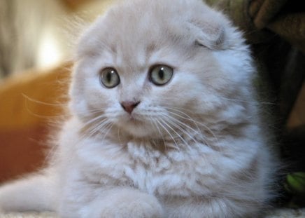 Scottish fold - pet, scottish fold, animal, kitten, cute, cat