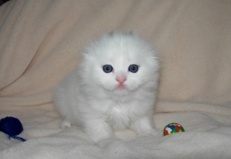 Scottish Fold - pet, scottish fold, animal, kitten, cute, cat