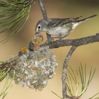 Plumbeous Vireo Mother feeding Her Chicks