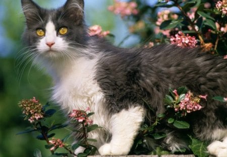 Backyard Explorer - black, animals, flowers, cat, daylight, eyes, white, brown, fur, trees, nature, day