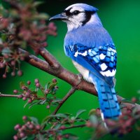 Blue Bird On A Tree.