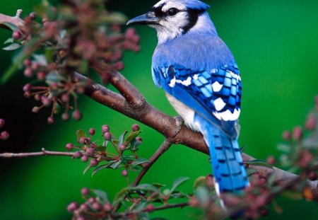 Blue Bird On A Tree.