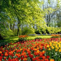 Tulips Garden.