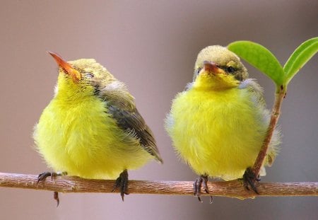 Yellow birds - animal, nature, bird, fly