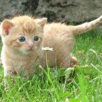 kitty sniffing flower