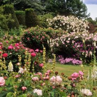 roses garden