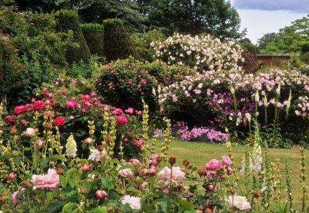 roses garden - roses, flowers, nature, garden