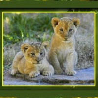 TWO LION CUBS FOR LIONESS