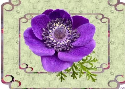 A WP SPECIALLY FOR SOFTWIND - double frame, anemone, purple, for softwin