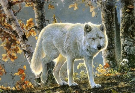 Wolf in its meadow - wolf, wood, nature, predator, wild, animal