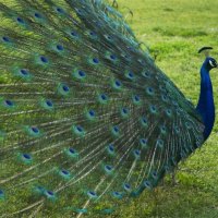 Male Peacock