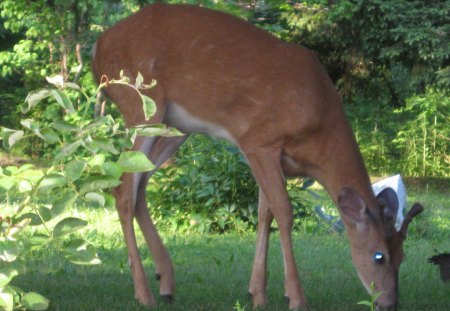 Deer - animal, wildlife, back yard, deer