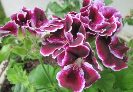 Marta Washington Geranium in my garden - flowers, white, purple, green, Photography, geranium