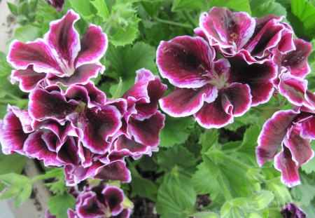 Marta Washington Geranium in my garden 02 - flowers, white, purple, green, Photography, geranium