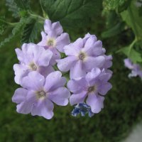 Flowers blue in my garden