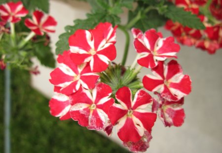 Flowers Verma - flowers, white, verma, red, green, Photography