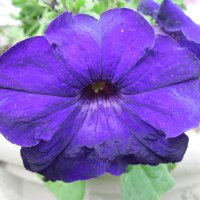 Flowers Purple Petunias