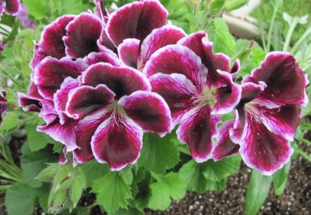 Marta Washington Geranium in my garden 04 - white, purple, brown, geranium, flowers, photography, green