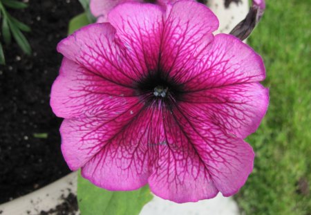 Red Petunias in my garden - pink, red, photography, green, petunias, flowers