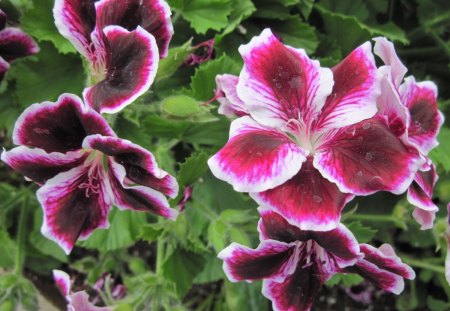 Marta Washington Geranium in my garden 05 - white, purple, geranium, flowers, photography, green