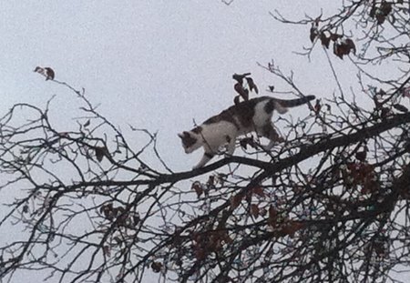 Out on a Limb - daring, tree, funny, cat