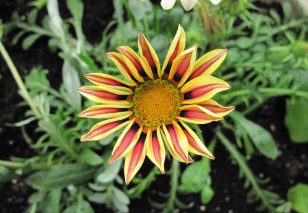 Flower yellow & orange - white, Flowers, yellow, green, Photography, orange