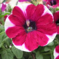 Flowers Peppermint Petunias