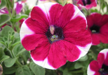 Flowers Peppermint Petunias - flowers, white, red, green, peppermint petunias