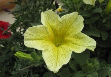 Yellow Flower - yellow, red, green, Petunias, Photography, flower