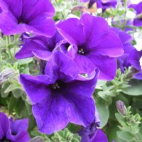 Purple Petunias