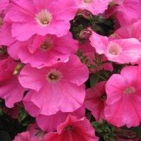 Flowers red Petunias